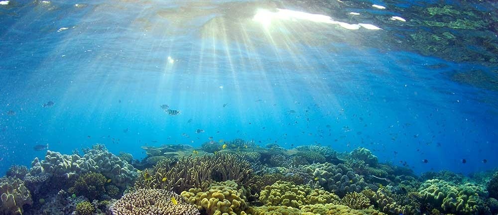 Visum Australien gran arrecife de coral submarine